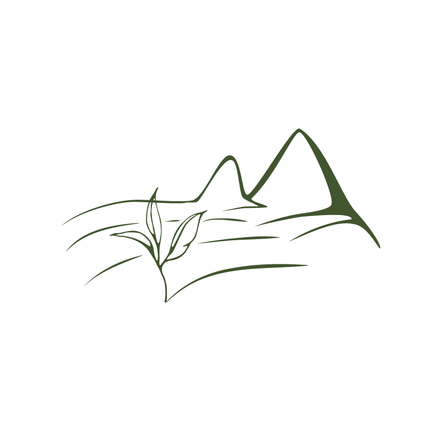 tea plantation in the mountains